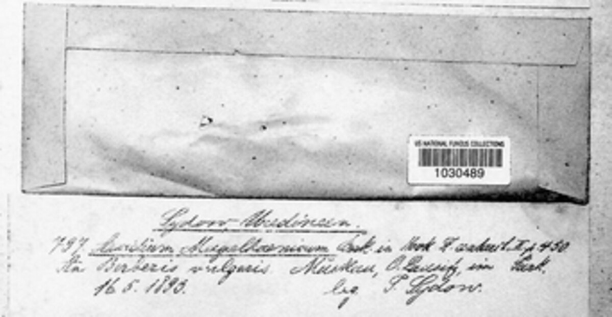 Puccinia magellanica image